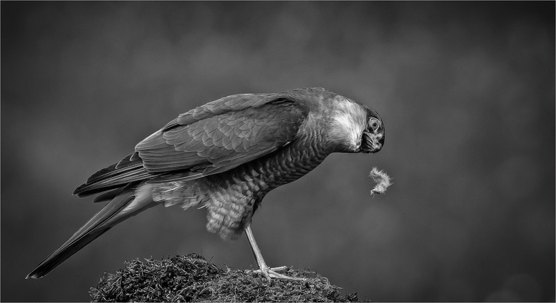 2nd PDI - Charlie Kidd -   Dropping the food - Mono