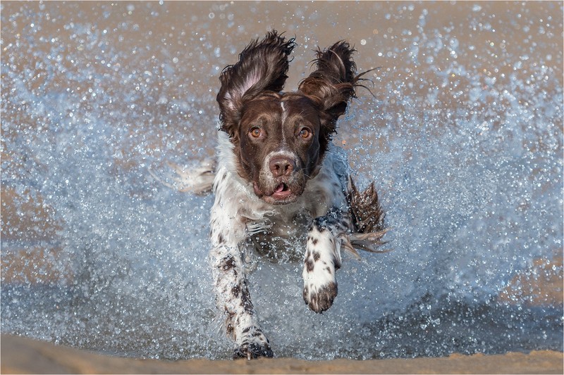 3rd Print-I Know You Said Keep Dry But-Al Rees - 1st Open