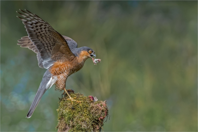 2nd - Charlie Kidd -  Sparrow hawk eating prey - 3rd Open