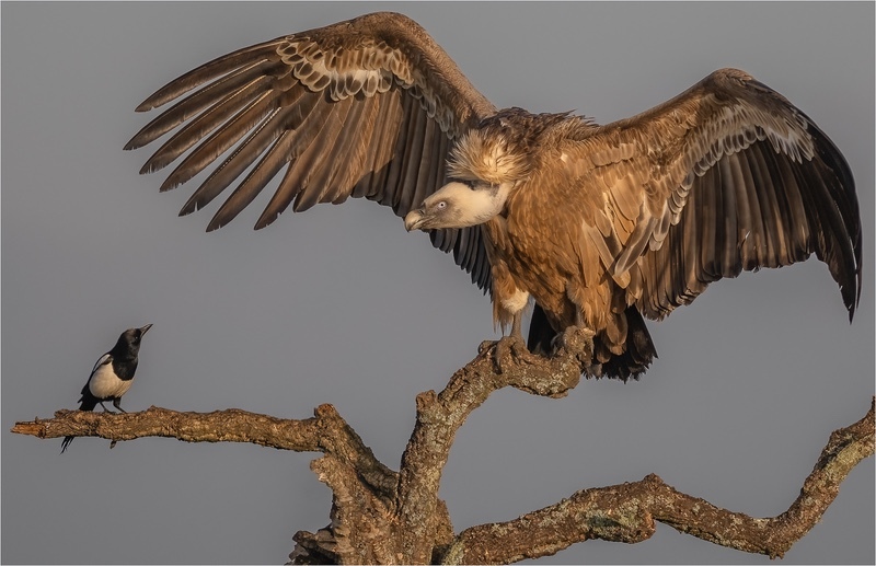 Digital-Gold-Charlie Kidd-Magpie Vulture Confrontation - Nature