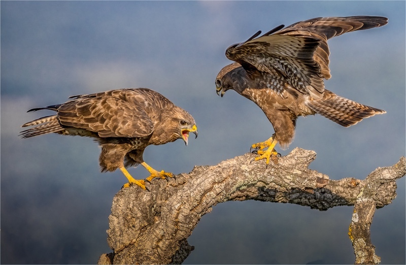 Print-Silver- Charlie Kidd-Buzzard Confrontation - Nature