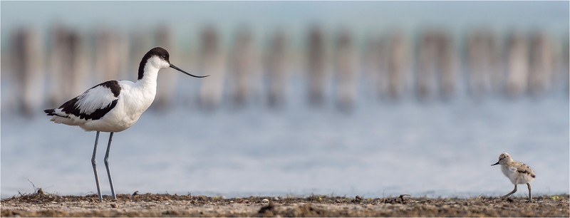1st Print-Avocet And Baby-Al Rees - Wildlife