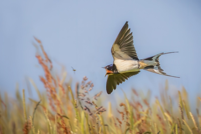 Print-Gold-Dave Bolton-Swallows Takaway - Nature