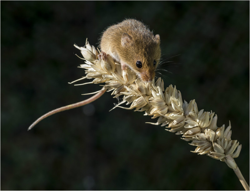 1st PDI-Harvest Mouse-Roseanne Dungey - 3rd Open