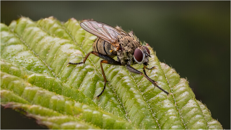 1 Leaf Life - Cheryl Hewitt - Silver