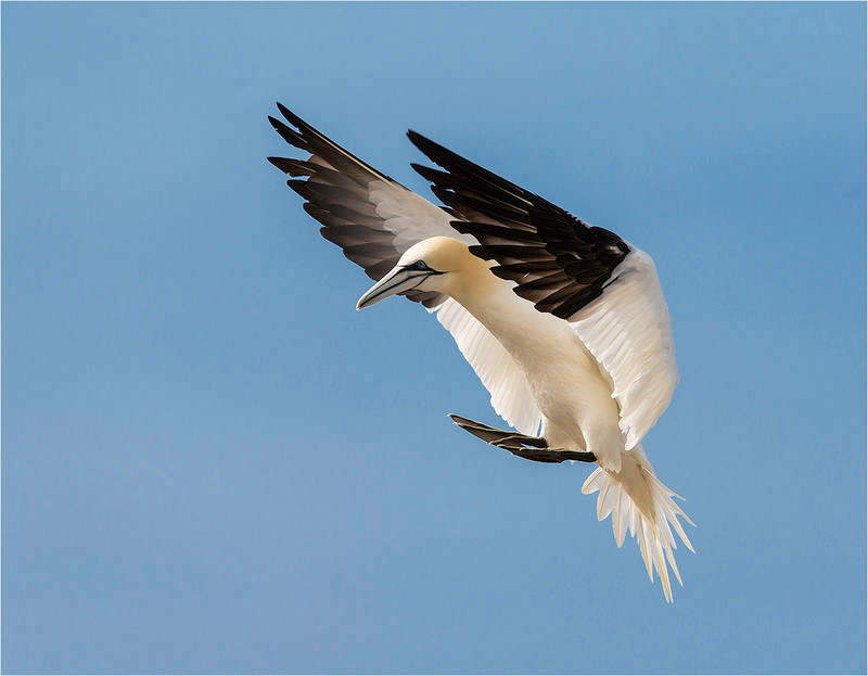 4 European Gannet in Flight4 - Neil Thomas ( CPAGB )