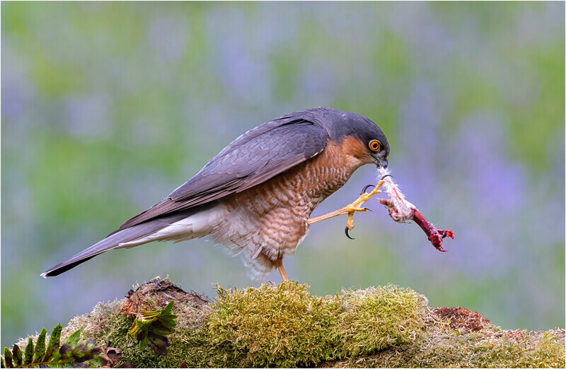 Digital_Bronze_Neil Thomas_Sparrowhawk with prey - 2nd Open