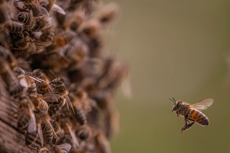 Dave Bolton-Gold Medal-The Honey bee flies home - Nature