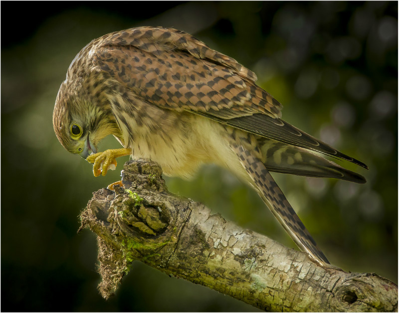 1st Print-Kestrel In Evening Light-Dave Bolton - 1st Open