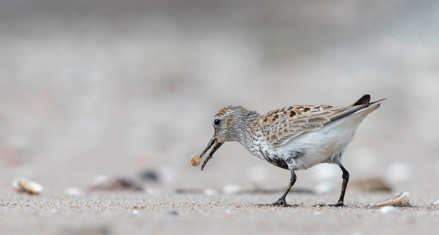 3rd print Dunlin with sand flea Al Rees - 1st Open