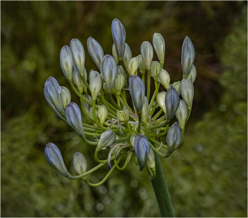 84 Agapanthus 5 - Cheryl Hewitt-Gold-PRINT