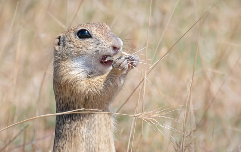 Jan Sulivan  3rd  Snacktime for The Souslik - Nature