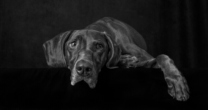 Bronze - Distraction - Al Rees - Mono Pet Portraits