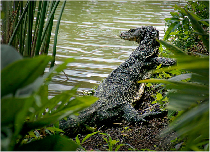 3rd John Whitehurst Monitor Lizard 1 - Panels