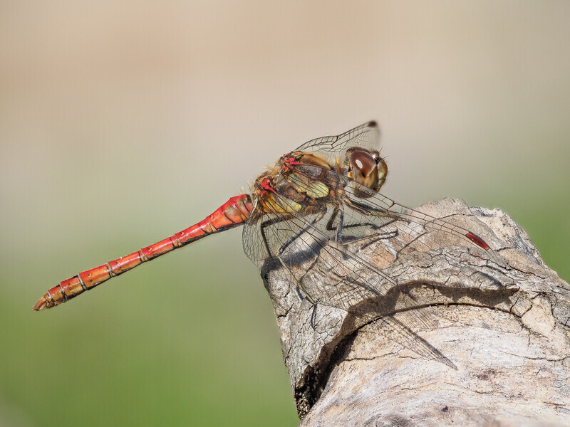 1 - Male Common Darter 1 - Bronze - Paul Richards