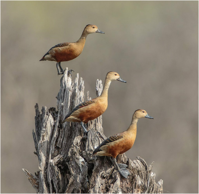 3rd Print Trio Of Whistling Teal Royston Packer - POTY