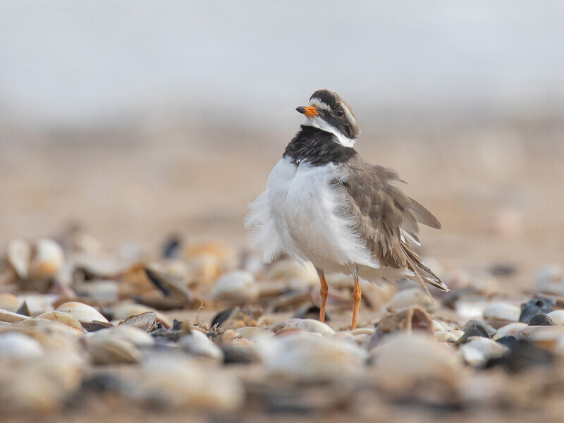Liz Wallis-Silver Medal-Ringed Plover Display - Nature
