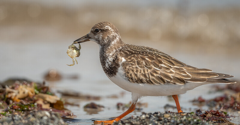 2nd Ali Rees Turnstone with crab lunch - 1st open