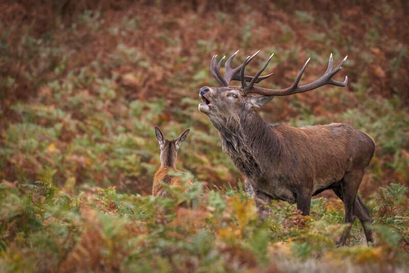 2-Autumn colours in the ruting season - Dave Bolton - Bronze