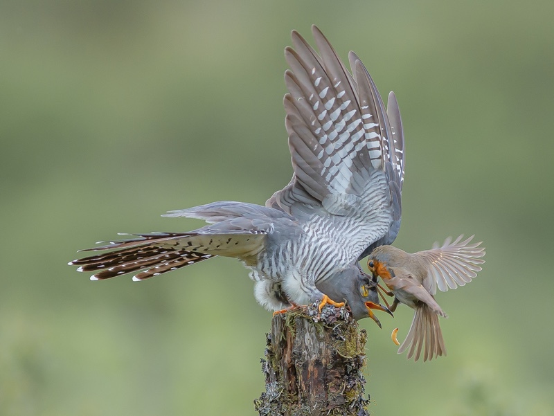 13 Cuckoo Robin fight for grub 21  - Charlie Kidd (DPAGB)