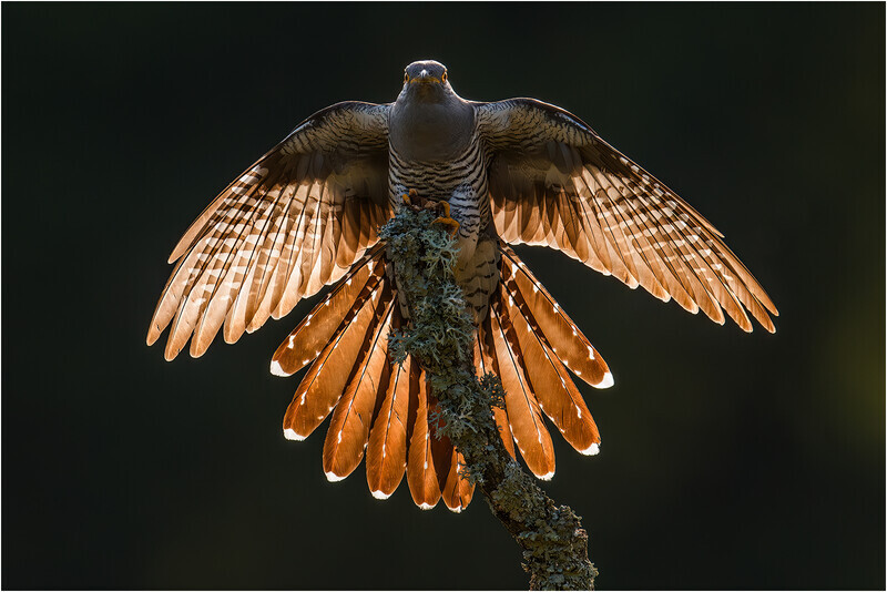 Digital - Silver - John Powell Harbinger of Spring - Nature