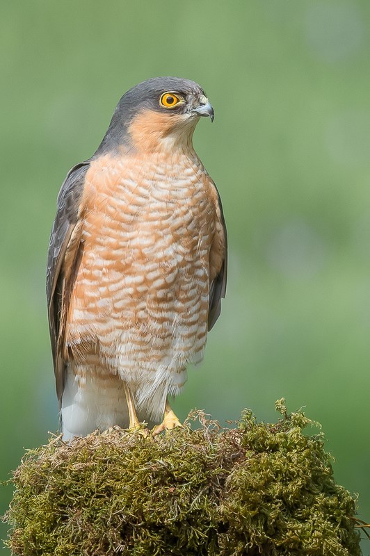 3rd Print Portrait of a Sparrow Hawk Charlie Kidd - 2nd Open