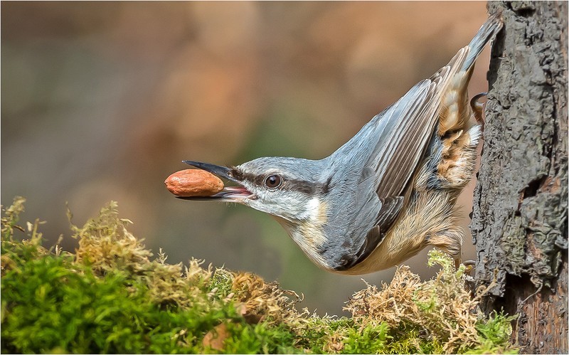 2nd Print-Nuthatch With Nut-Charlie Kidd - 1st Open