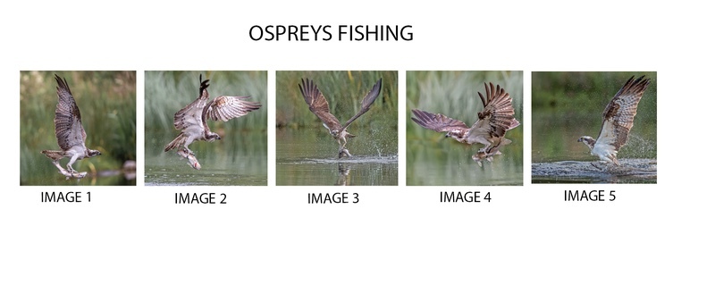 2nd Charlie Kidd Digital  Ospreys Fishing  - Panels
