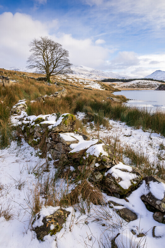 print-gold-Jason Laugharne-Bare Tree in Winter - Landscape