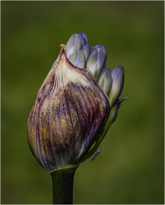 84 Agapanthus 1 - Cheryl Hewitt-Gold-PRINT