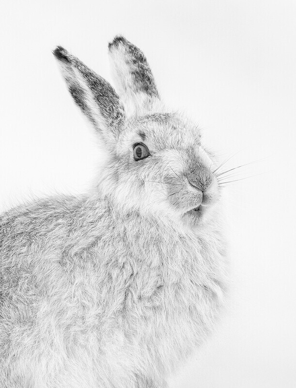 Silver-Digital-Liz Wallis-Mountain Hare  - Mono