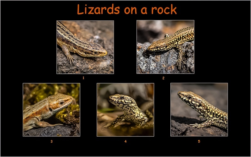 Silver-Rob Cox- Lizards on a Rock - Panels