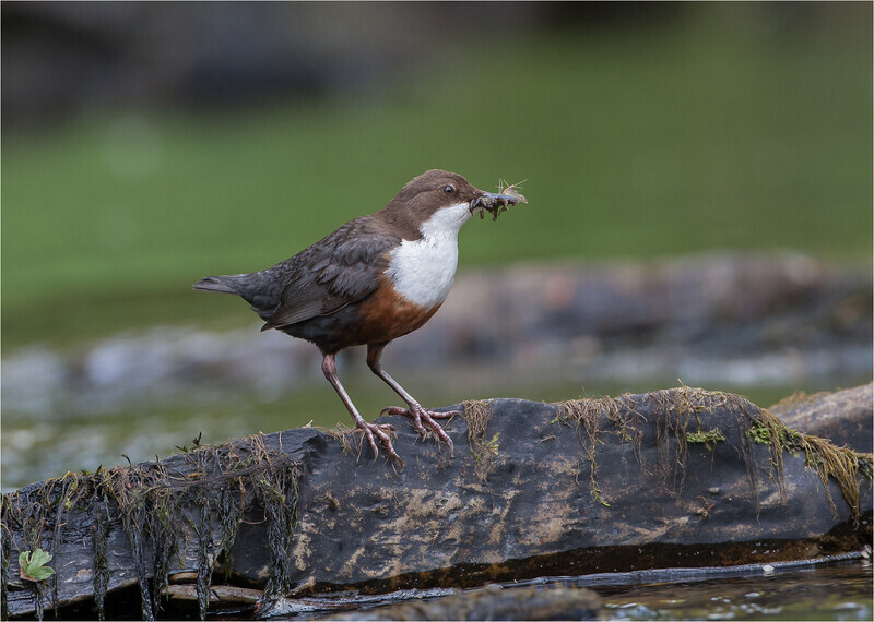 2 Silver  Paul Richards  Dipper with insects - 3rd Open