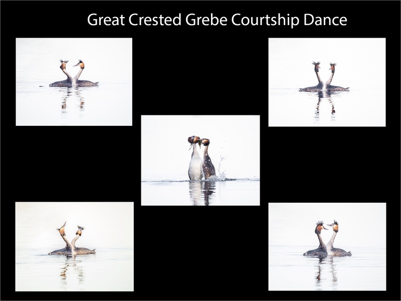 Gold-Paul Richards-Grebe Courtship Panel - Panels