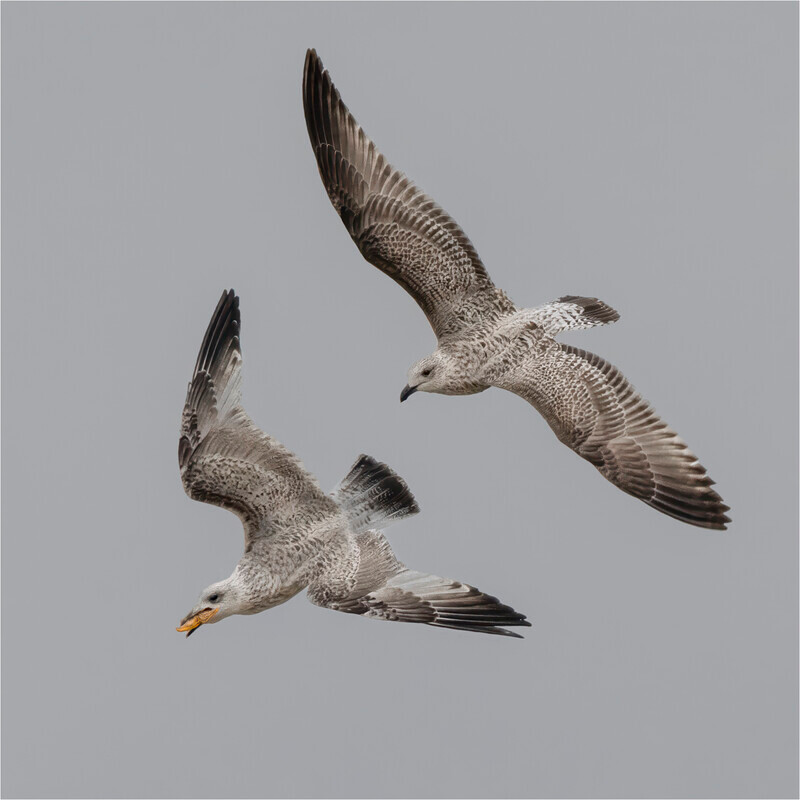 4 Aerial Ambush - Jan Sullivan - Gold