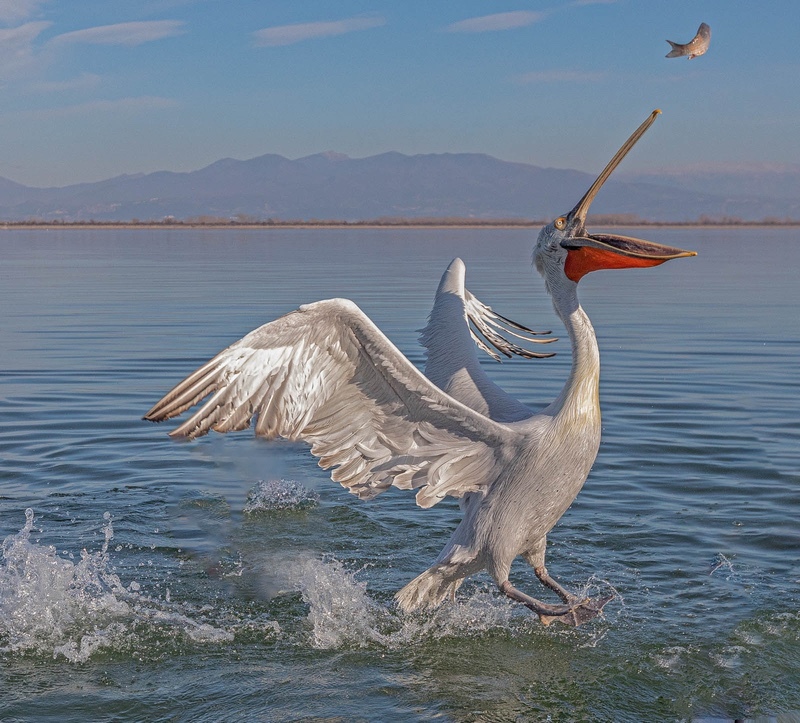 3rd Rosie Dungie -  Pelican  Grabbing His Breakfast - 3rd Open