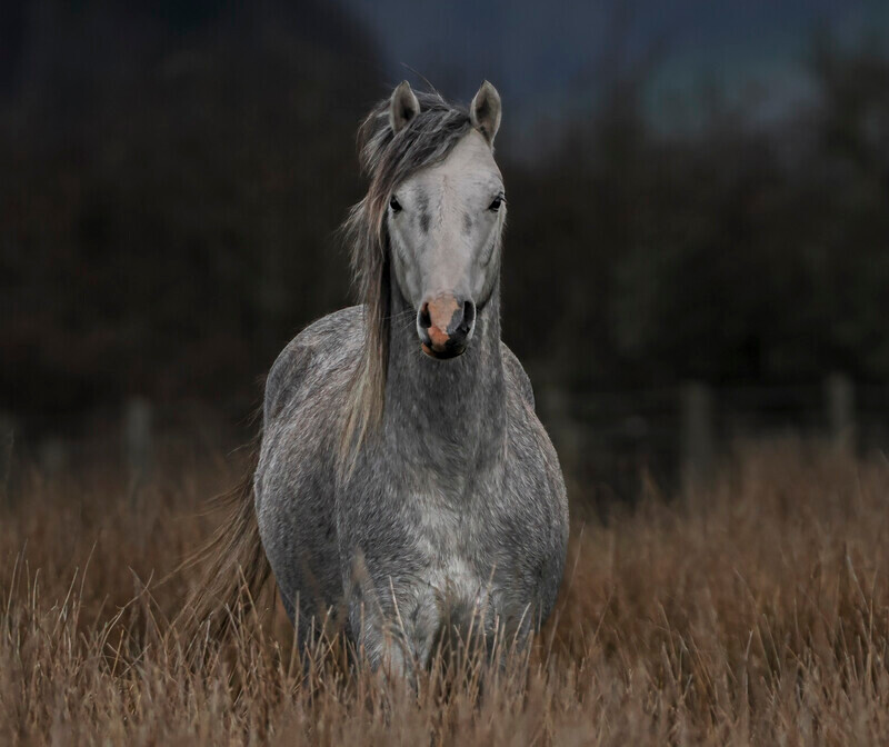 Silver - Jan Sullivan - The Grey on the Moors - Print Photograph of the Year