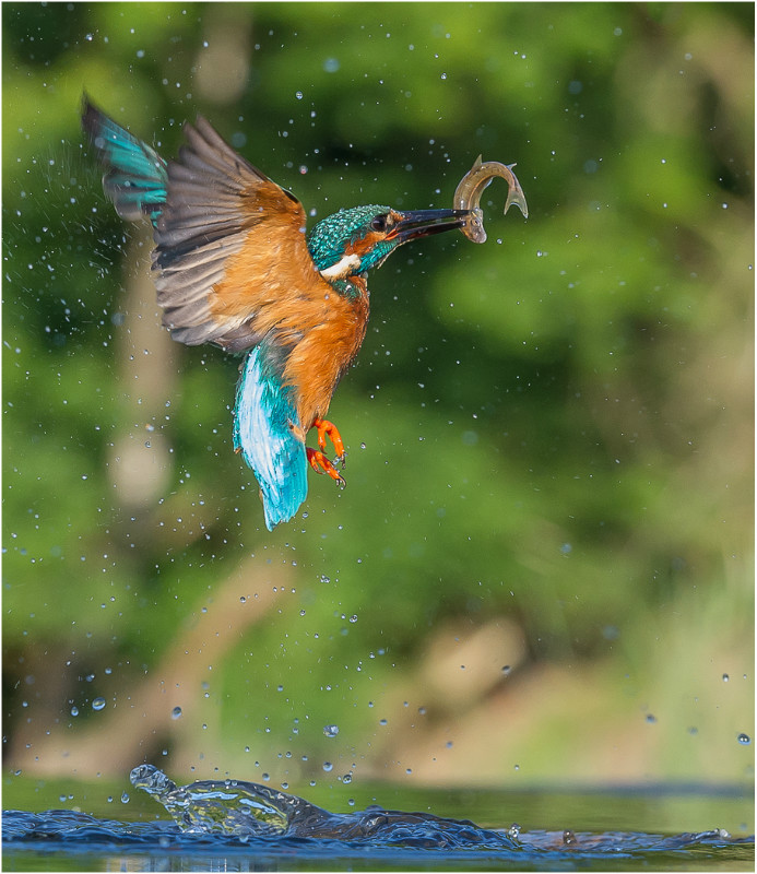 3rd PDI-Kingfisher With Catch-Charles Kidd - Print/Digital Of The Year