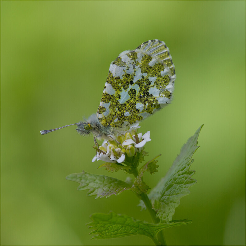 3rd Paul Richards Orange tip Butterfly on Garlic Mustard - 1st open