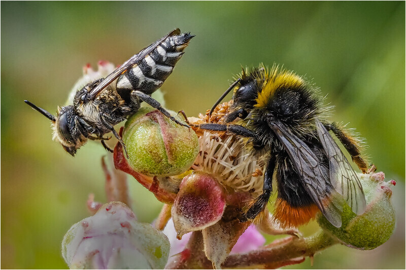 Bronze-Print-Cheryl Hewitt-Leaf cutting cuckoo bee  Red tailed bumble  - Nature
