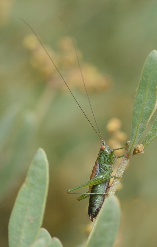 John Whitehurst Short Winged Conehead - Gary Jenkins Memorial