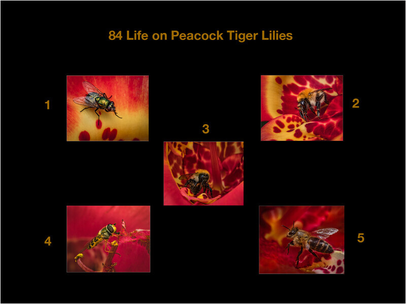 Gold Cheryl Hewitt Life on peacock tiger lilies - Panels