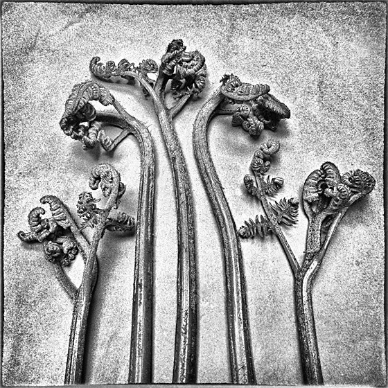 FERN 1 - Plant Life