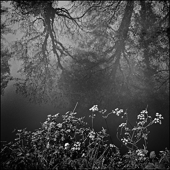 MOLE BANK - LANDSCAPE