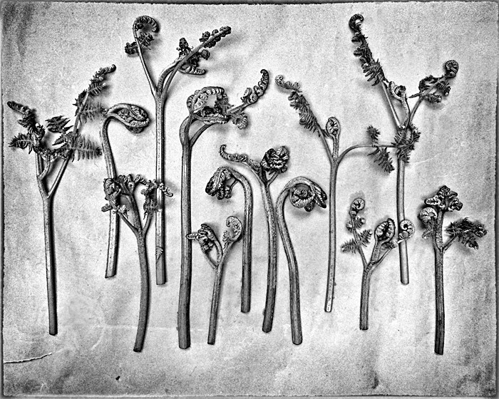 FERN 4 - Plant Life