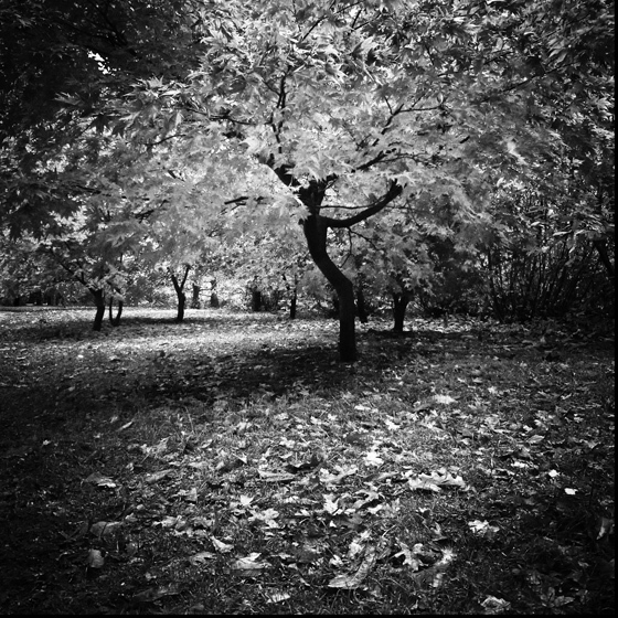 Autumn - TREES