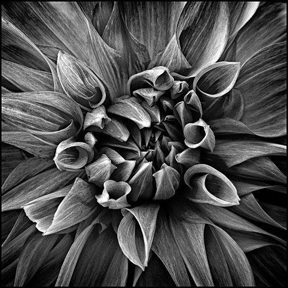 DAHLIA - Plant Life