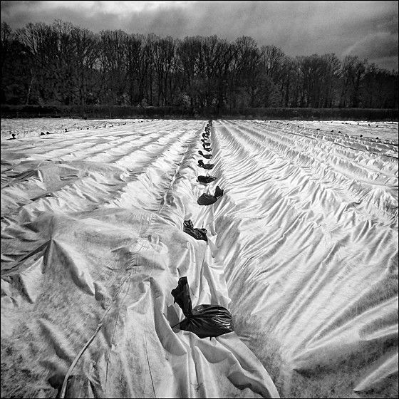 SILK FIELD - LANDSCAPE