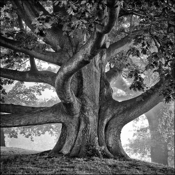 American Oak - TREES