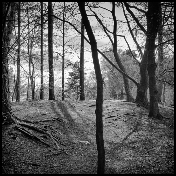 ABOVE BLACK POND - TREES